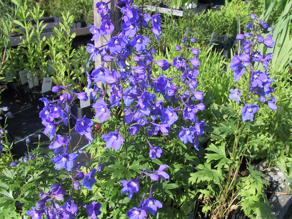 Delphinium cultorum Ouvertuere.jpg